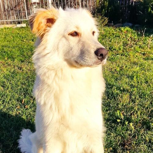 Poldo - 7 Mesi (Nato A Marzo 2025)  - Meticcio  - Taglia: Media  - Carattere: Dolcissimo, Buono E Socievole 